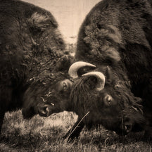 Bison Battle, Fine Art Wildlife Photography Lost Kat Photography