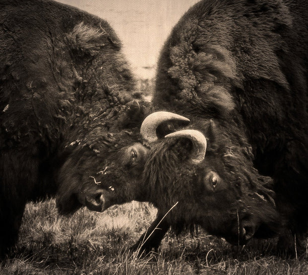 Bison Battle, Fine Art Wildlife Photography Lost Kat Photography