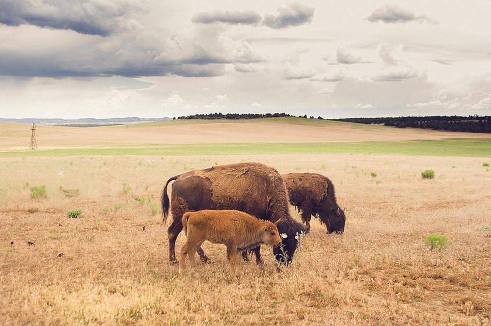 Bison Photo Print Family on the Plains Wildlife Photography