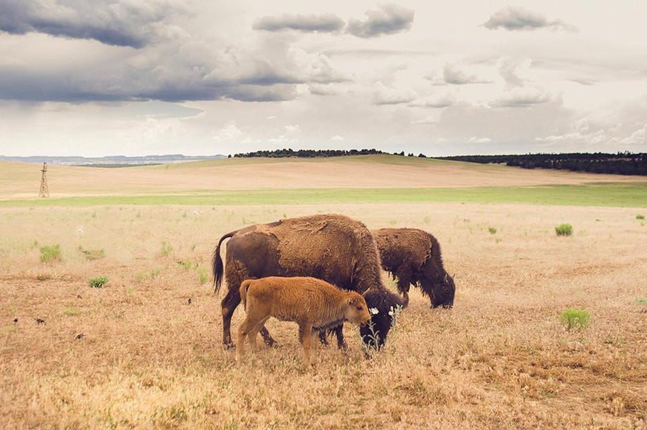 Bison Photo Print Family on the Plains Wildlife Photography