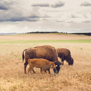 Bison Photo Print Family on the Plains Wildlife Photography