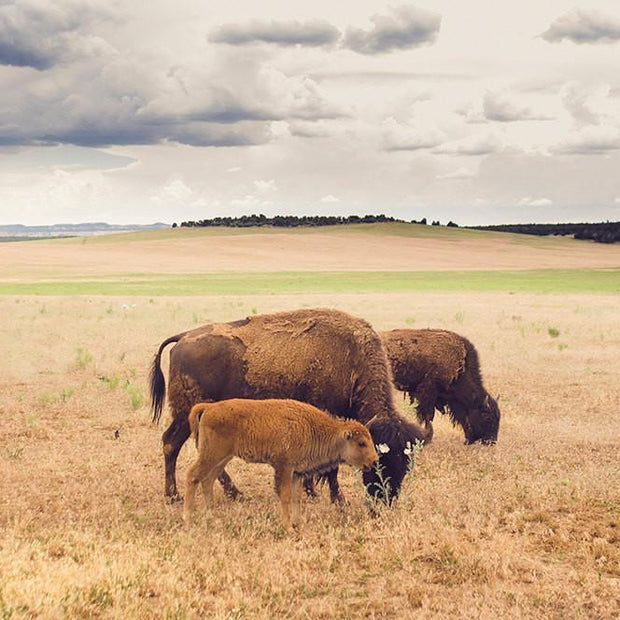 Bison Photo Print Family on the Plains Wildlife Photography