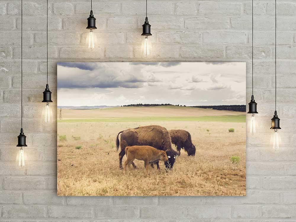 Bison Photo Print Family on the Plains Wildlife Photography