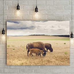 Bison Photo Print Family on the Plains Wildlife Photography