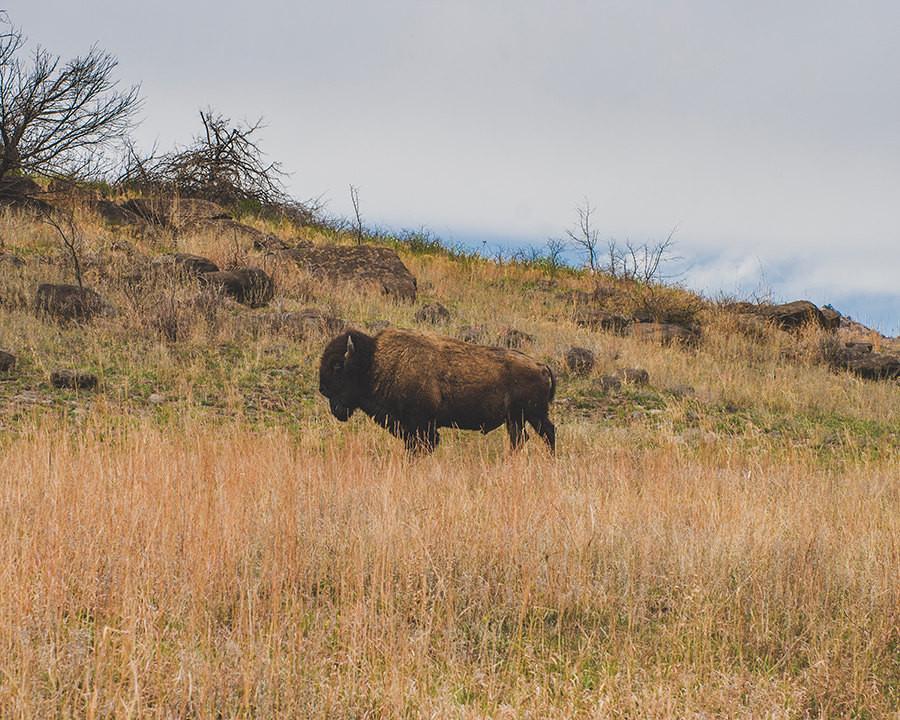 Bison on the Range Wildlife - Oklahoma - Photography