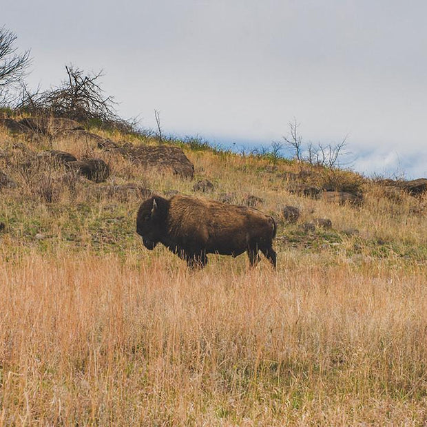 Bison on the Range Wildlife - Oklahoma - Photography