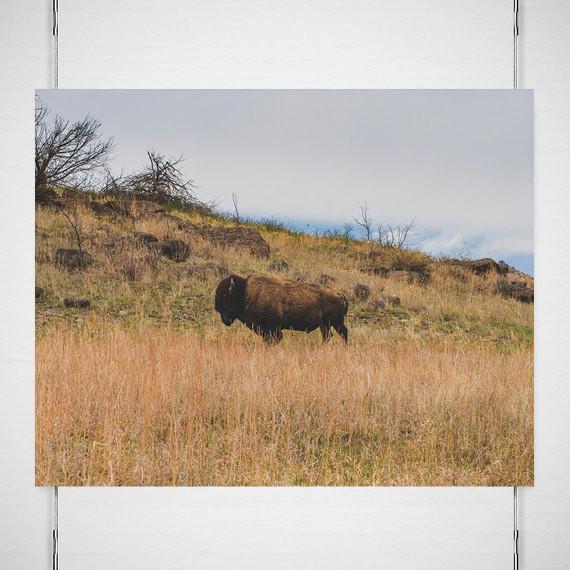 Bison on the Range Wildlife - Oklahoma - Photography