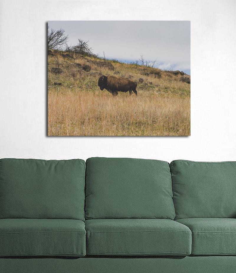 Bison on the Range Wildlife - Oklahoma - Photography