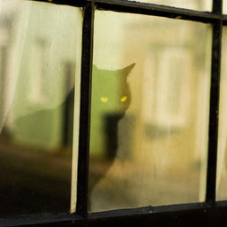 Black Cat Window - British Cats Series Print Lost Kat Photography