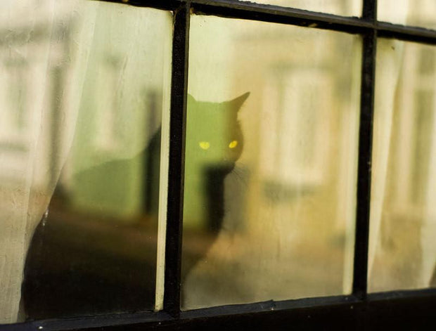 Black Cat Window - British Cats Series Print Lost Kat Photography