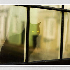 Black Cat Window - British Cats Series Print Lost Kat Photography