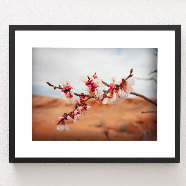 Cherry Blossom Photo Print Lake Powell Nature Photography