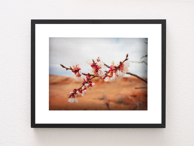 Cherry Blossom Photo Print Lake Powell Nature Photography
