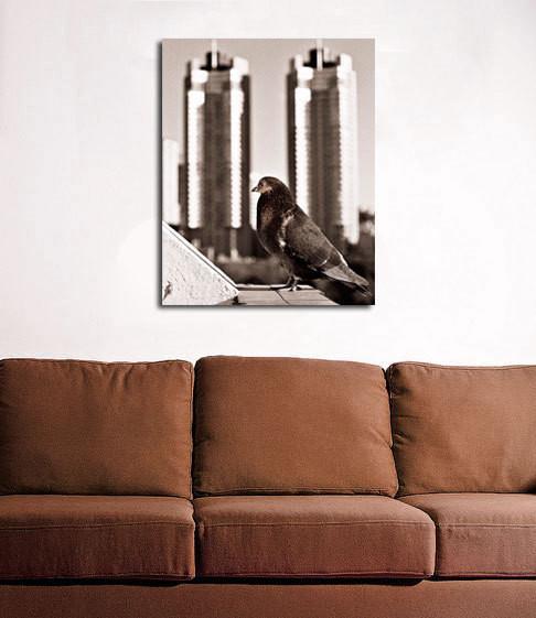 Buenos Aires Pigeon Black and White Art Print - Photography