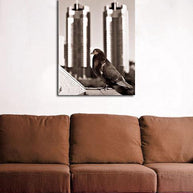 Buenos Aires Pigeon Black and White Art Print - Photography