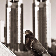 Buenos Aires Pigeon Black and White Art Print - Photography