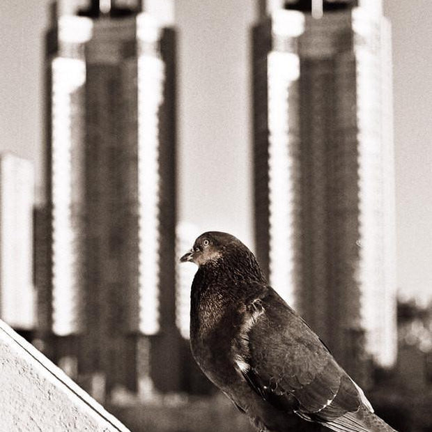 Buenos Aires Pigeon Black and White Art Print - Photography