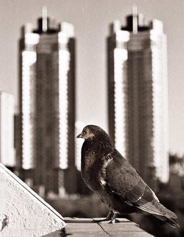 Buenos Aires Pigeon Black and White Art Print - Photography