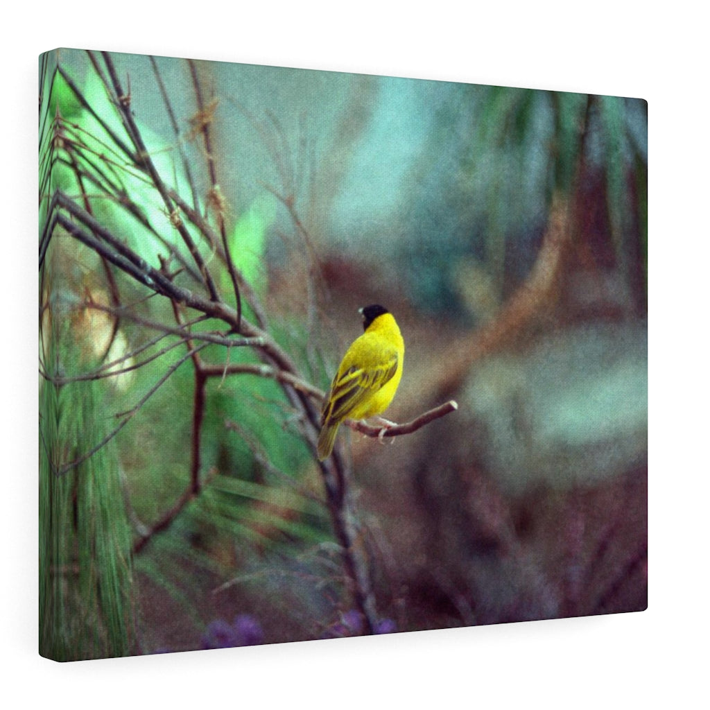 Yellow Bird Canvas Gallery Wraps Colorful Film Photography -