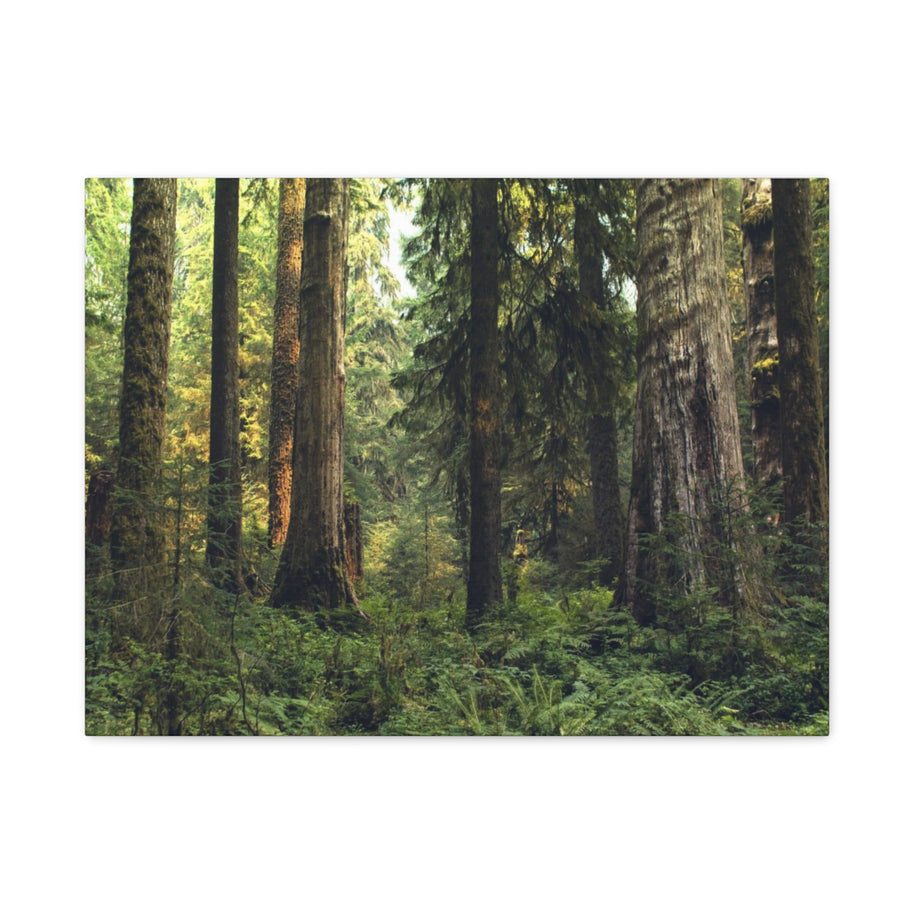 Olympic National Forest Matte Canvas Print - Ready to Hang Art