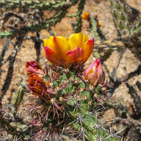 Cholla Cactus Flowers Photo Print Superstition Mountains -