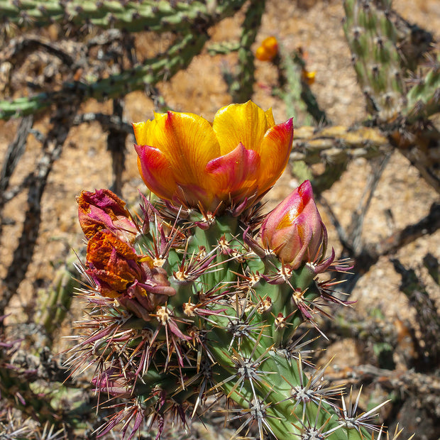 Cholla Cactus Flowers Photo Print Superstition Mountains -