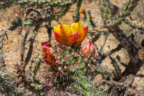 Cholla Cactus Flowers Photo Print Superstition Mountains -