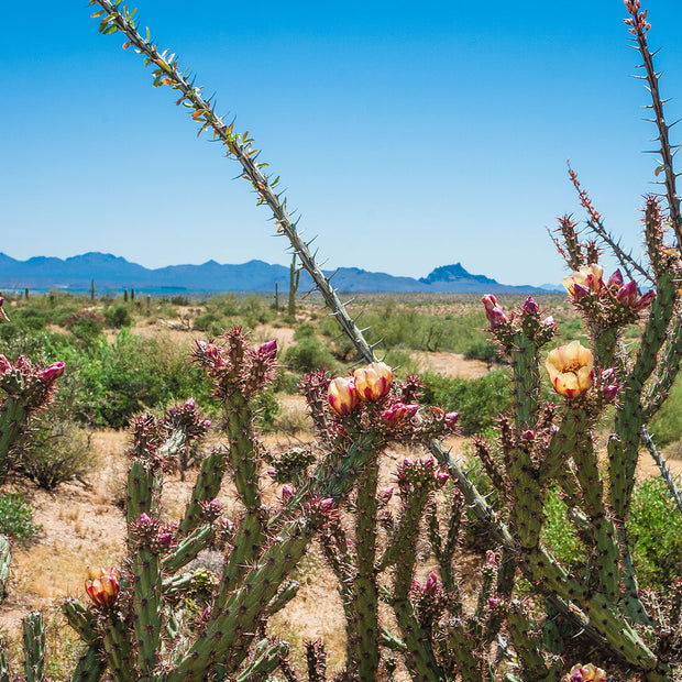 Arizona Cholla Cactus Photo Print Superstition Mountains -