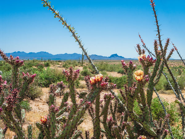 Arizona Cholla Cactus Photo Print Superstition Mountains -