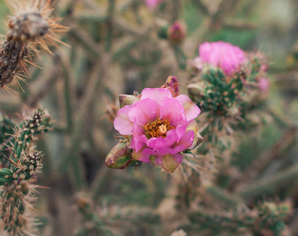 Rose Pink Cactus Bloom Desert Wall Art Print - Photography