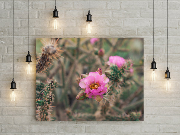 Rose Pink Cactus Bloom Desert Wall Art Print - Photography