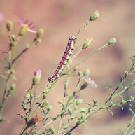 Caterpillar on Aster, Nature Photography Lost Kat Photography