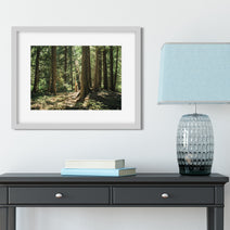 Cedar Forest Montana Photo Print Nature Photography
