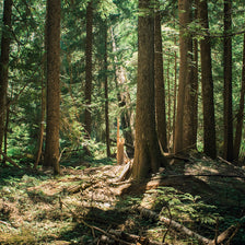 Cedar Forest Montana Photo Print Nature Photography