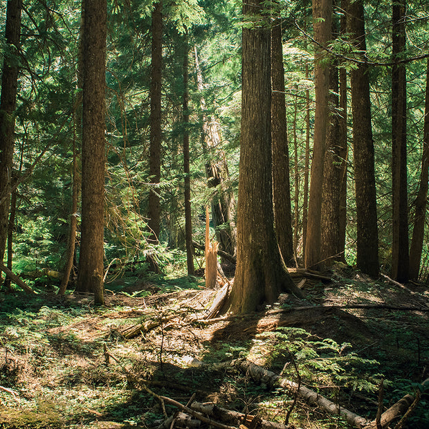 Cedar Forest Montana Photo Print Nature Photography