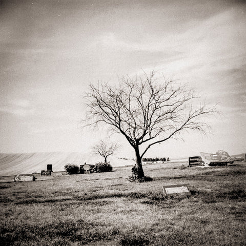 Cemetery and Tree Grainy Square Film Photography Print Holga