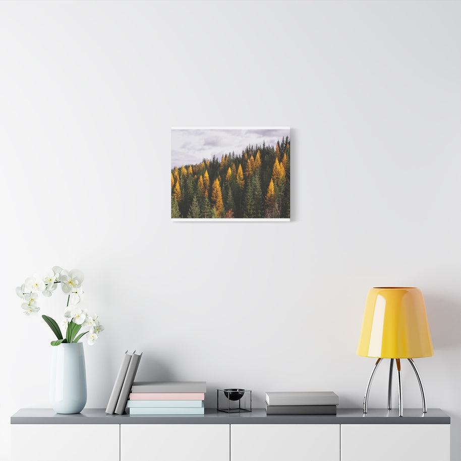 Toile mate Forêt de mélèzes en automne - Prêt à accrocher