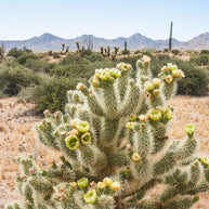 Blooming Cholla Cactus Photo Print Superstition Mountains