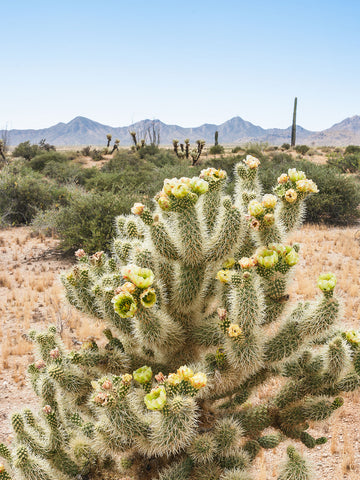 Blooming Cholla Cactus Photo Print Superstition Mountains