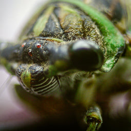 Cicada Closeup I Insect Macro Photo Print - Photography