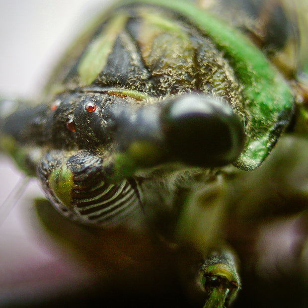 Cicada Closeup I Insect Macro Photo Print - Photography
