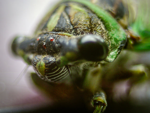A cicada closeup showing green and black body with red eyes in oak mountain state park insect macro photo print