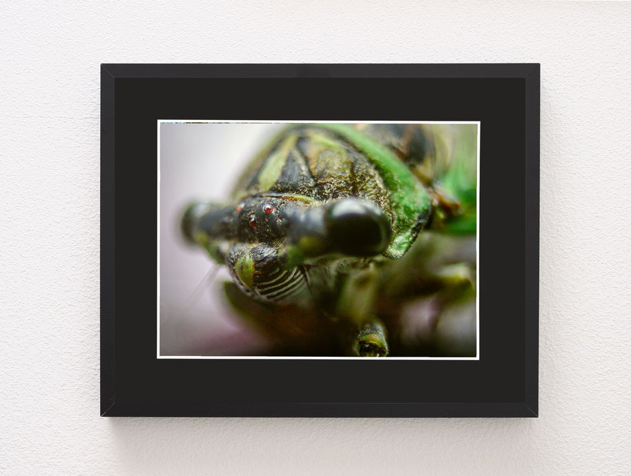 A cicada closeup insect macro photo print featuring a detailed green cicada with red eyes from oak mountain state park