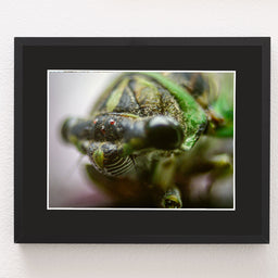 Cicada Closeup I Insect Macro Photo Print - Photography