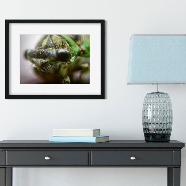 Cicada Closeup I Insect Macro Photo Print - Photography