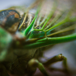 Cicada Closeup II Insect Macro Photo Print - Photography