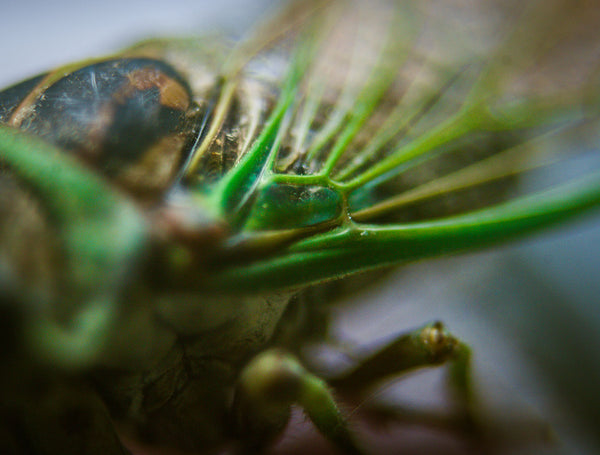 Cicada Closeup II Insect Macro Photo Print - Photography