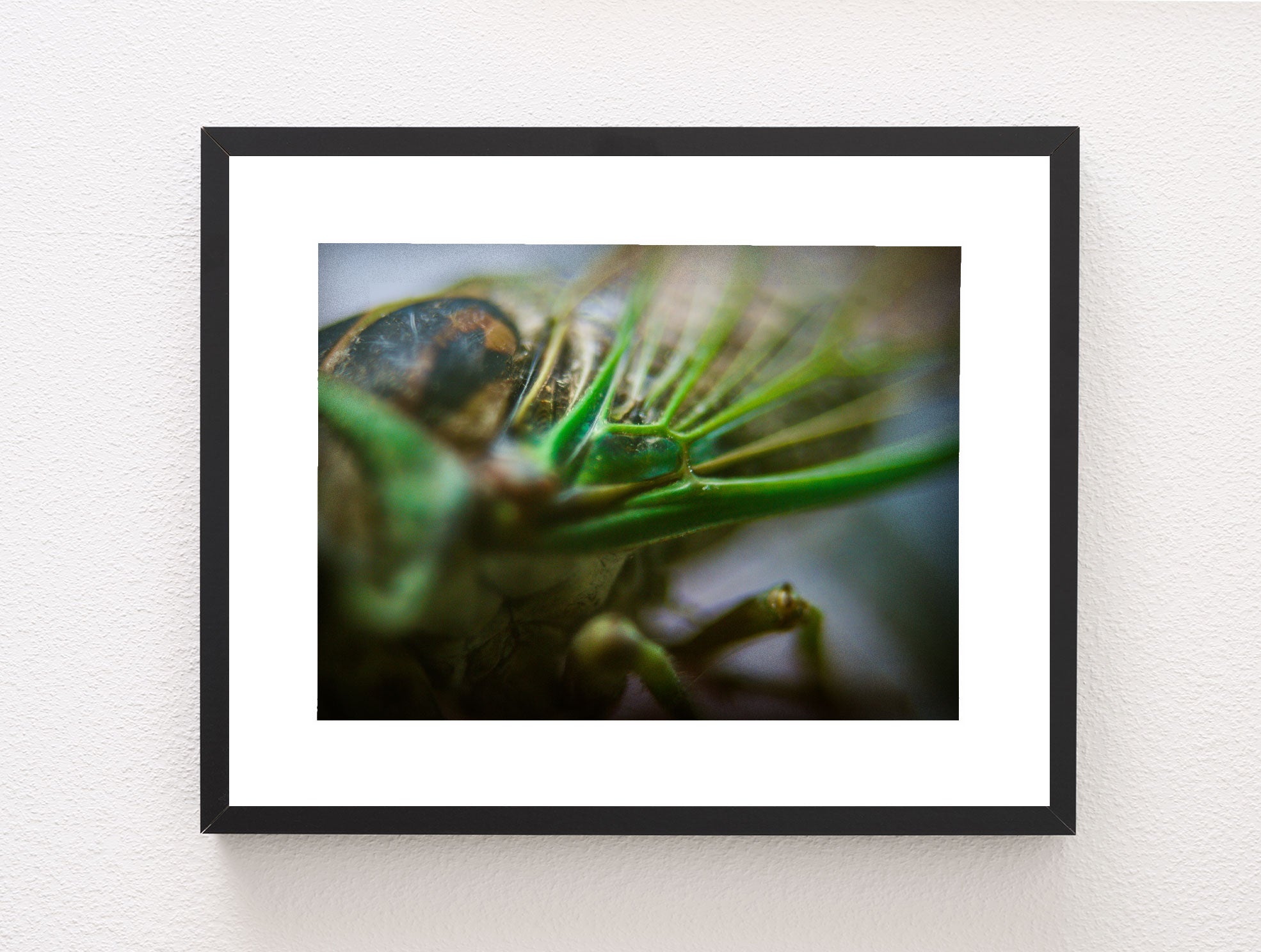 Cicada Closeup II Insect Macro Photo Print - Photography