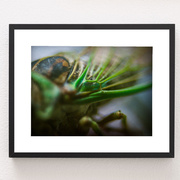Cicada Closeup II Insect Macro Photo Print - Photography