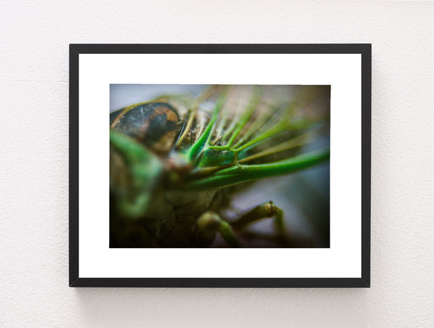 A framed macro photograph print of a green cicada closeup with detailed textures in a sleek black frame from oak mountain state park